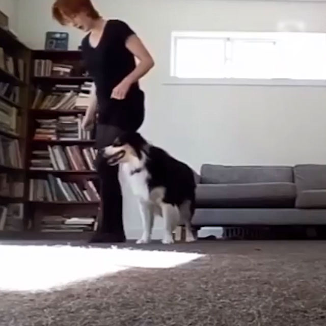 Dog Learns Irish Dance