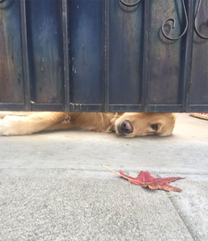 This Dog Waits For His Girl After School Every Day