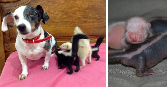 Baby Skunks Were Rejected By Mother At Birth, But Our Dog Freddie Took Over As Stepmum!