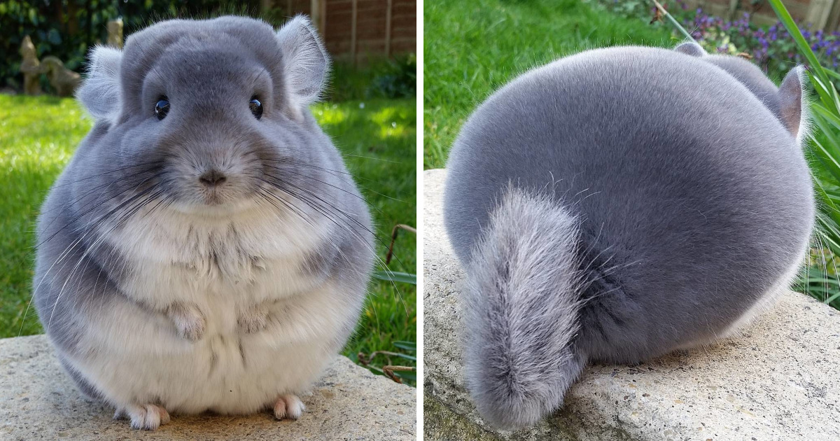 These Chinchillas' Butts Are So Round, They Look Fake | Bored Panda