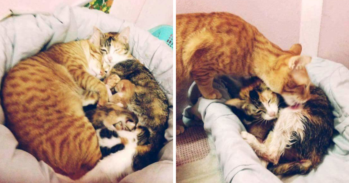 Father Cat Supports Mom Cat Giving Birth, Wins Everyone’s Hearts