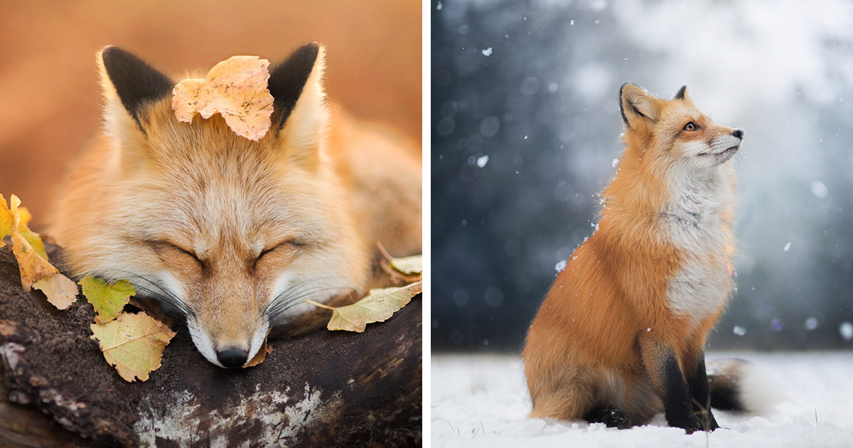 Resultado de imagen para beautiful fox