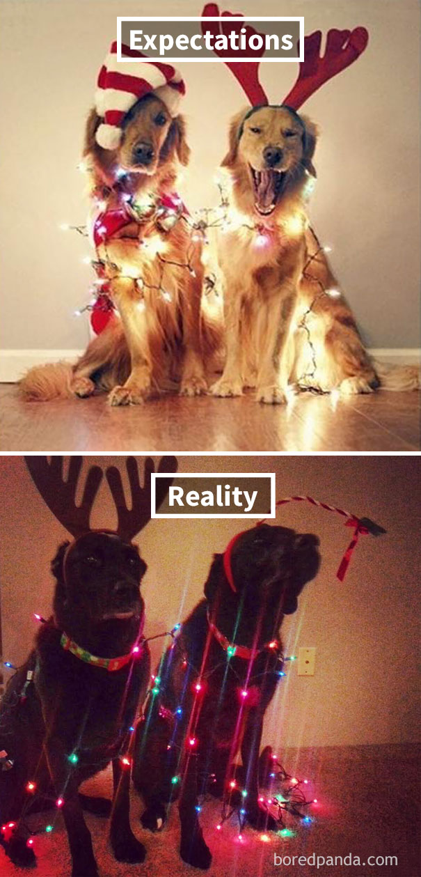 Christmas Dogs Decoration