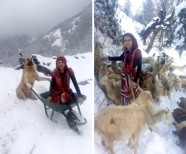 This Girl And Her Dog Just Saved A Mom Goat With Her Baby, And It's The Sweetest Thing You'll See Today