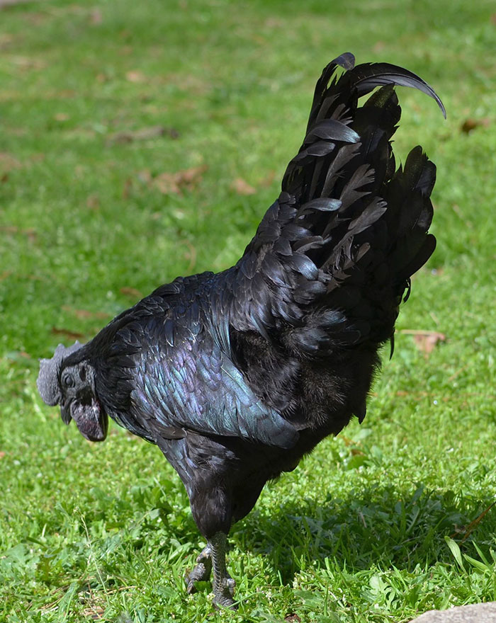 This Rare "Goth Chicken" Is 100% Black From Its Feathers To Its Internal Organs And Bones