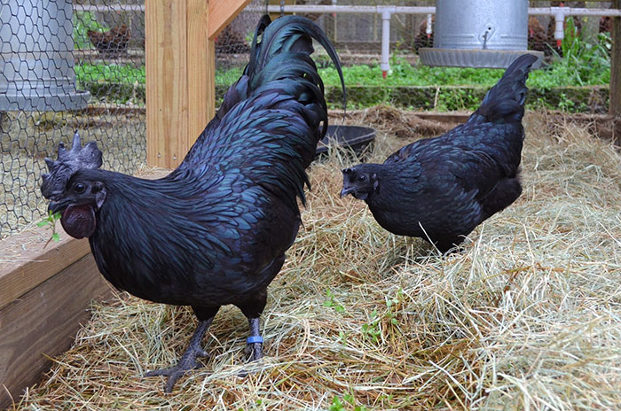 goth-black-chicken-ayam-cemani-15