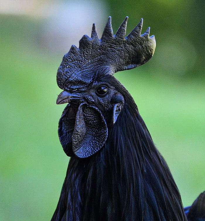 goth-black-chicken-ayam-cemani-20