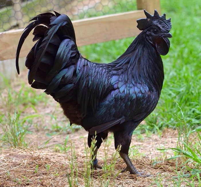 This Rare "Goth Chicken" Is 100% Black From Its Feathers To Its Internal Organs And Bones