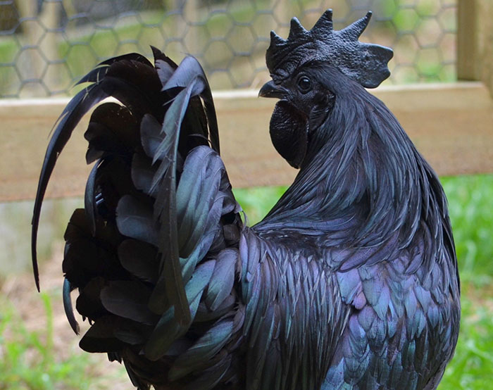 This Rare “Goth Chicken” Is 100% Black From Its Feathers To Its Internal Organs And Bones