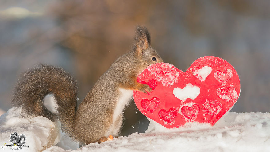 Wild Red Squirrels Celebrate Valentine's Day