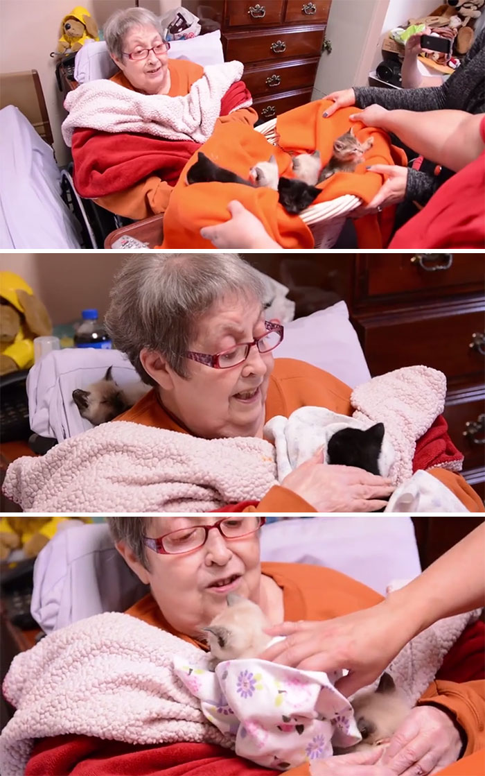 El último deseo de esta paciente de un hospicio era dar mimos a unos gatitos