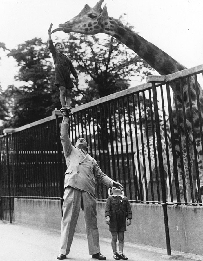 Paul Remos, cirkuszban Strongman, emelők Ő Fia Up In The Air használata csak a jobb karját a takarmány egy zsiráf a londoni állatkert, 1950