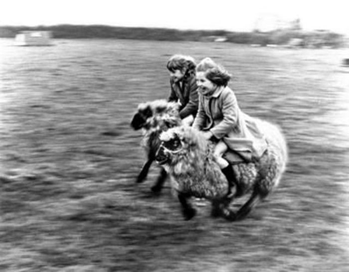 Two Girls Ride Sheep