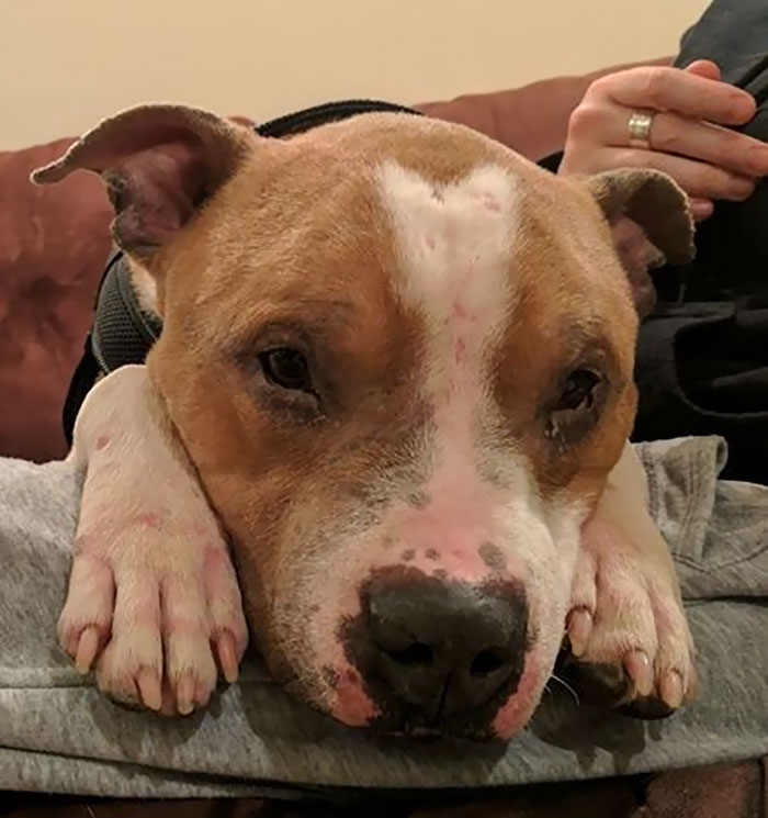 Woman Adopts A Pitbull, And The Dog Can't Stop Hugging Her