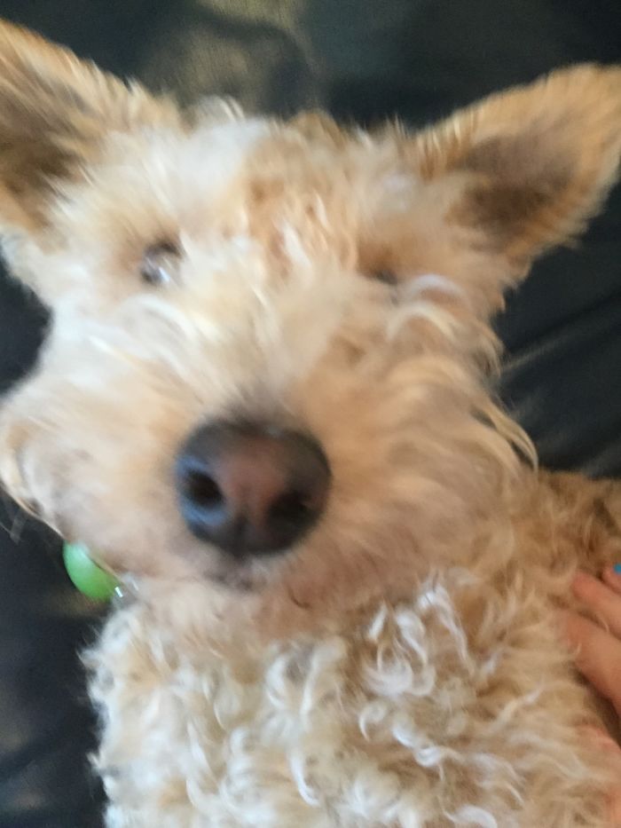 Adorable Lakeland Terroir