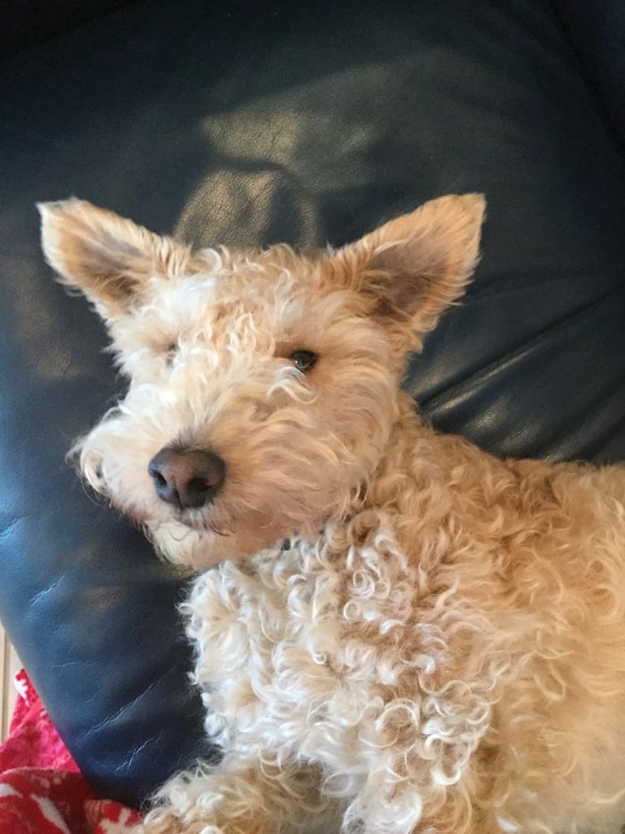 Adorable Lakeland Terroir