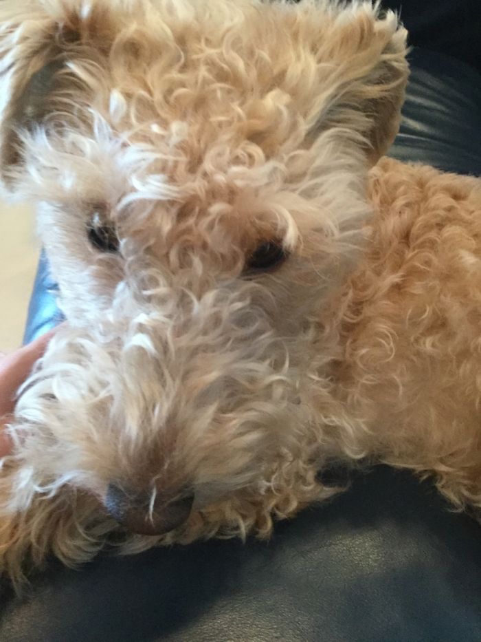 Adorable Lakeland Terroir