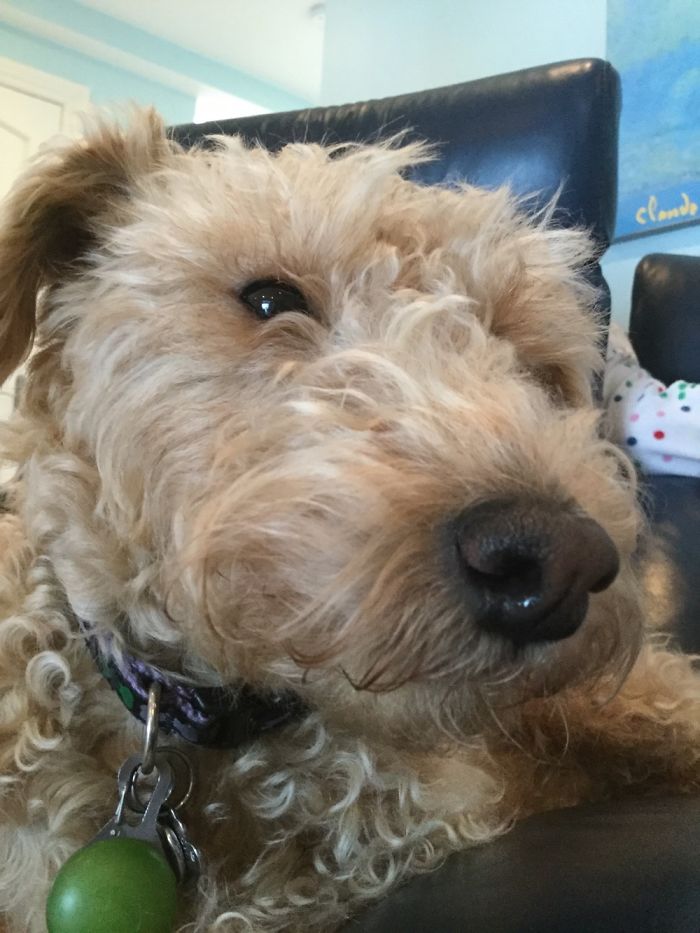 Adorable Lakeland Terroir
