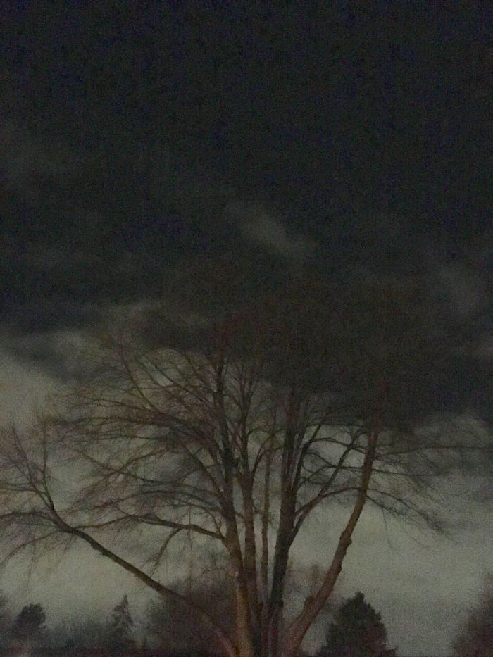 I Like Beauty Of Dark Trees