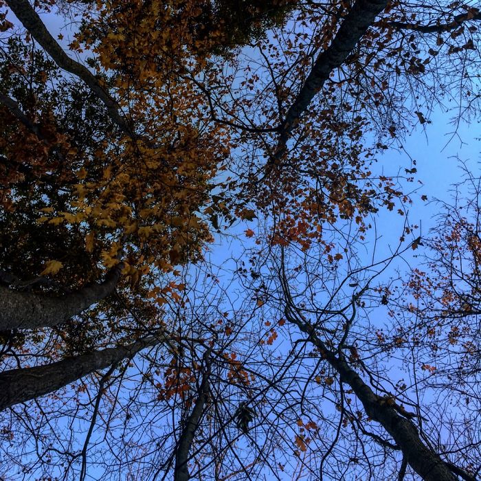 I Like Beauty Of Dark Trees