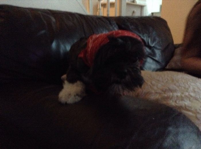 My Dog And My Nans Dogs.