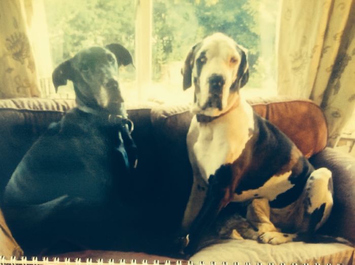 My Dog And My Nans Dogs.