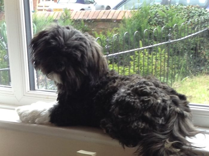 My Dog And My Nans Dogs.