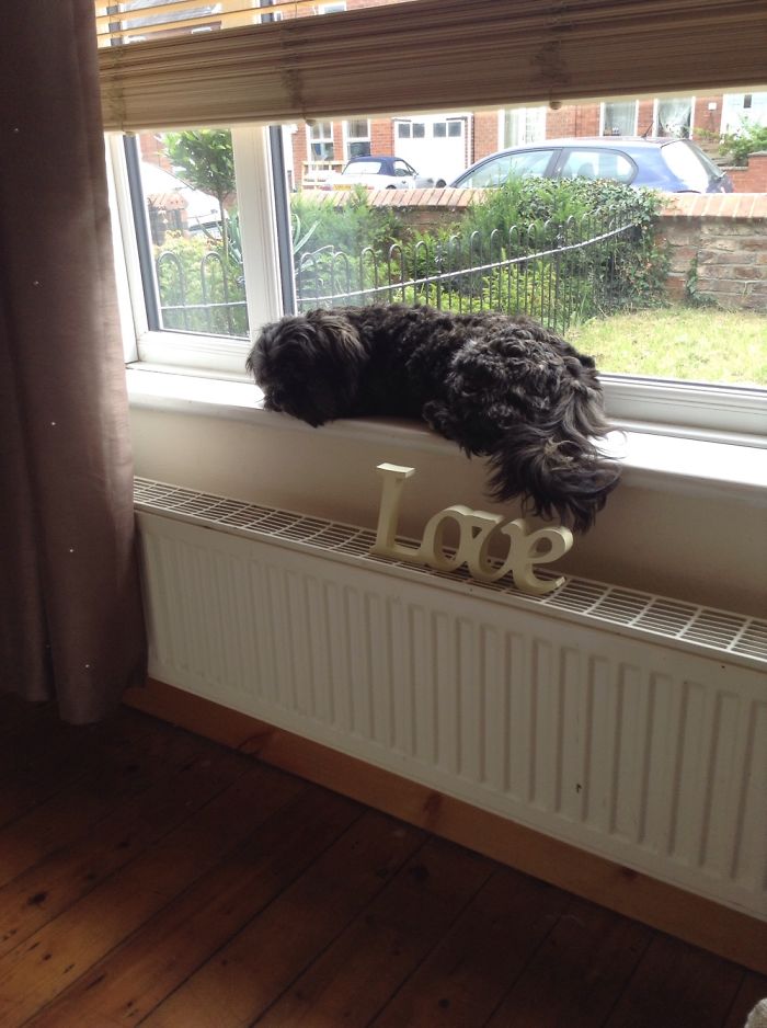 My Dog And My Nans Dogs.