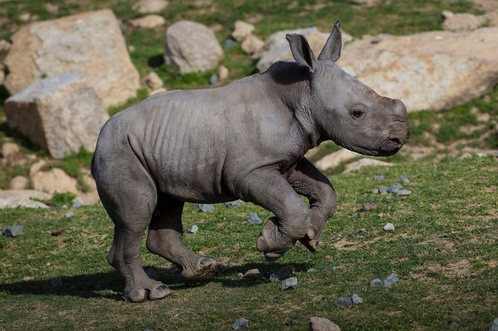 Cute Baby Rhino Saved From Poachers