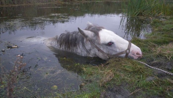 Horse Saved From Drowning In The Nick Of Time