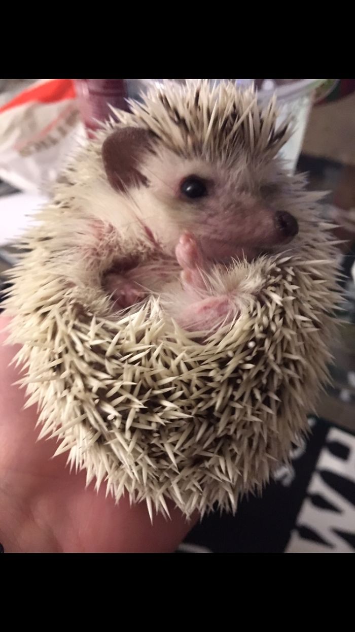 More Hedgies