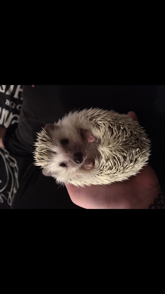 More Hedgies