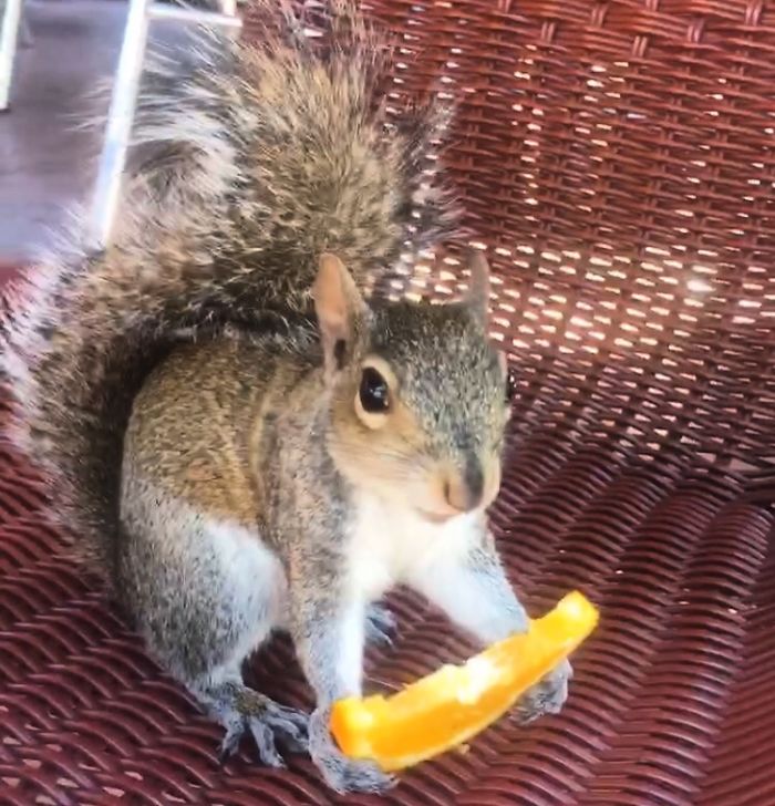 Squirrel Eating Orange