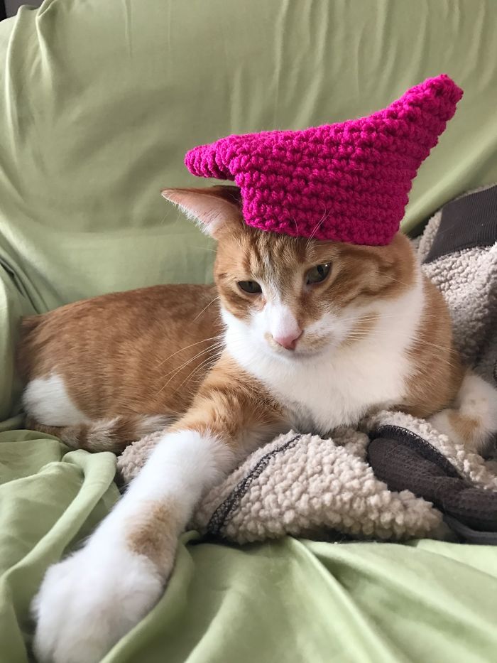 Pussy Cats In Pussy Hats And One Progressive Puppy
