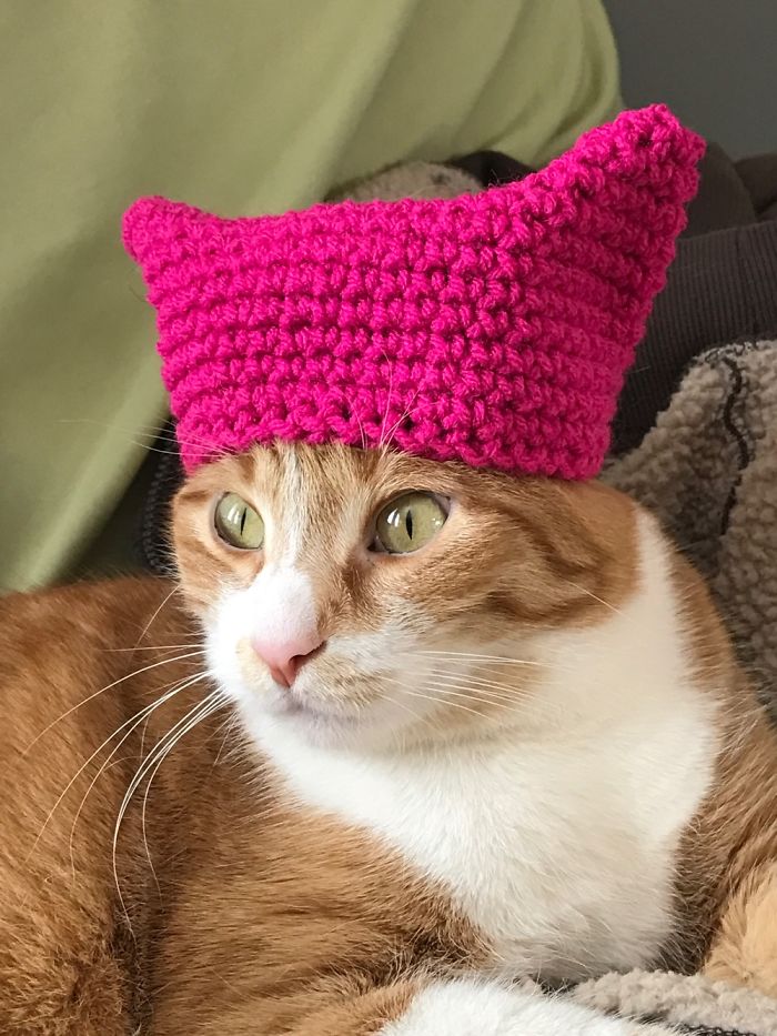 Pussy Cats In Pussy Hats And One Progressive Puppy