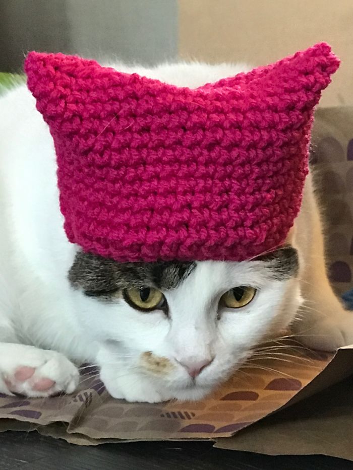 Pussy Cats In Pussy Hats And One Progressive Puppy