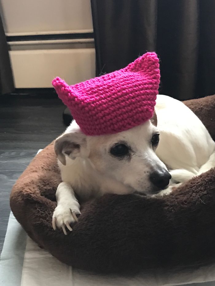 Pussy Cats In Pussy Hats And One Progressive Puppy
