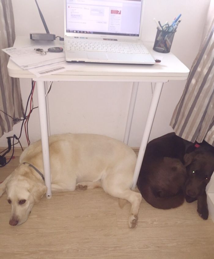 I'm Not Allowed To Work From Home