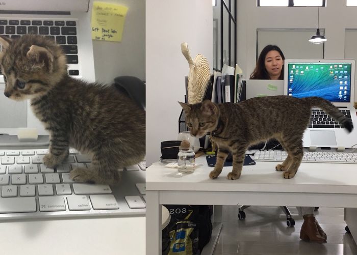 Remember Tiger? Here She Is All Grown Up