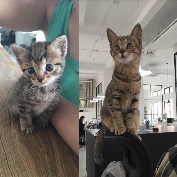 Remember Tiger? Here She Is All Grown Up