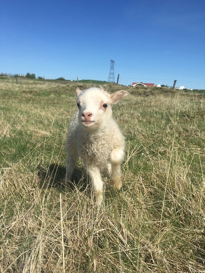 Lambs Are Cute, Right?