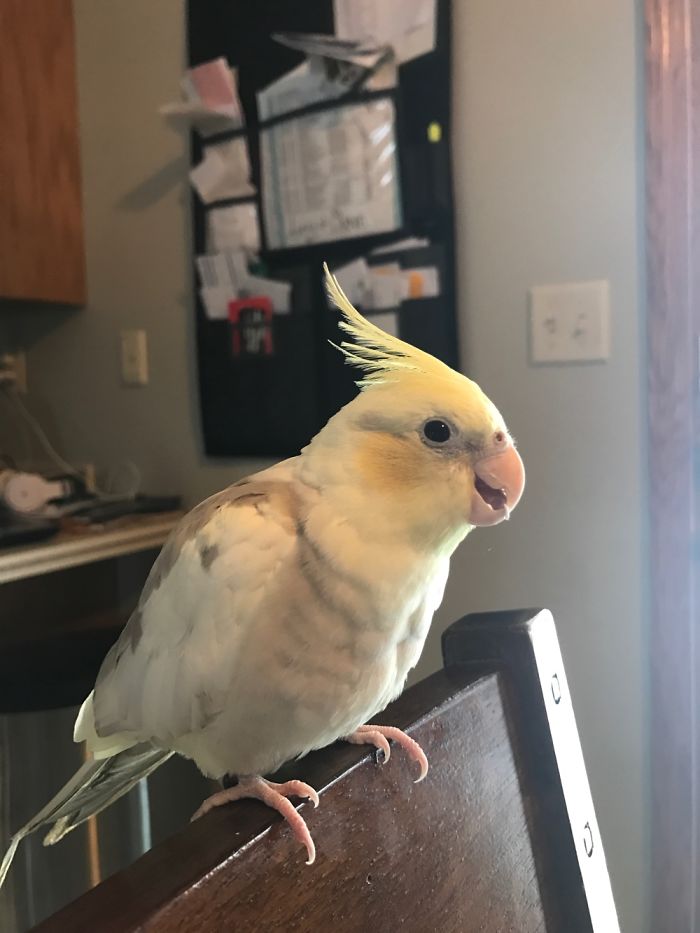 Cutest Cockatiel Ever!