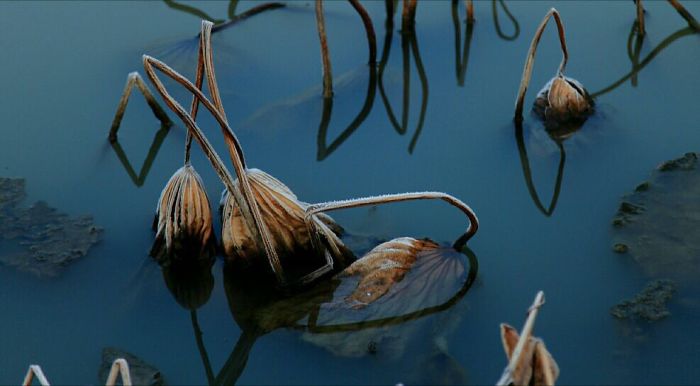 Withered Lotus In The Winter