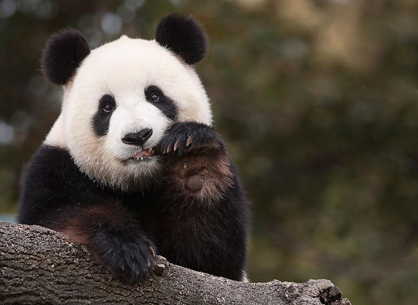 20+ Pics Of Super Cute But Very Very Bored Pandas