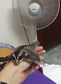 Sugar Glider Tricked Into Flying From Fan