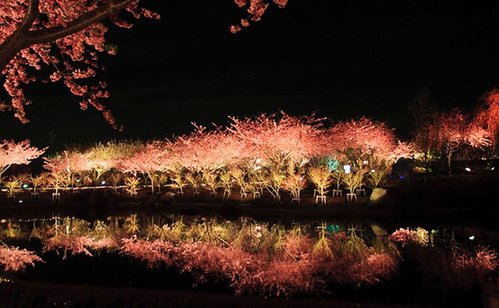 Cherry Blossoms Have Just Bloomed In This Japanese Town, And The Photos Are Magical