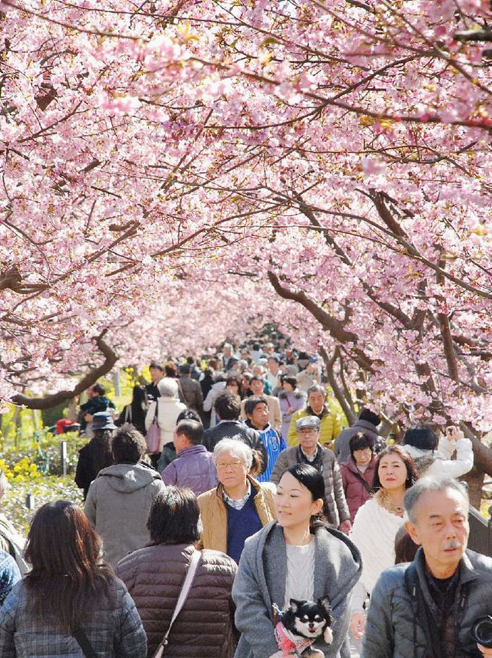 kawazu-cherry-blossoms-shizuoka-japan-13