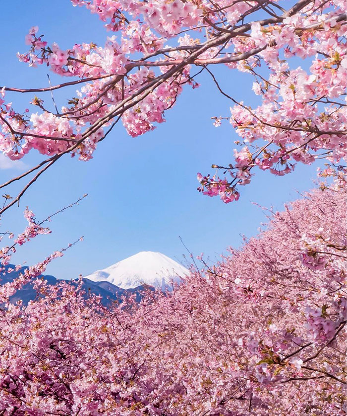 kawazu-cherry-blossoms-shizuoka-japan-16