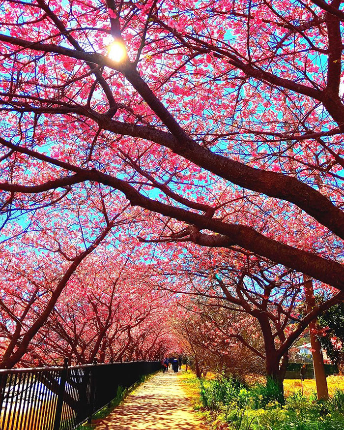kawazu-cherry-blossoms-shizuoka-japan-3