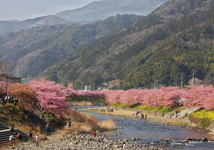 kawazu-cherry-blossoms-shizuoka-japan-5
